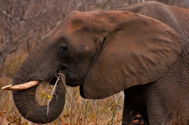 Truger park elephant over deep brown