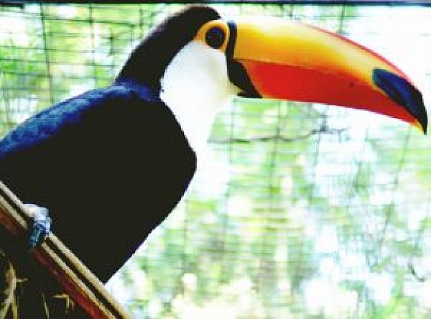 tucano bird with big mouth in yellow and red