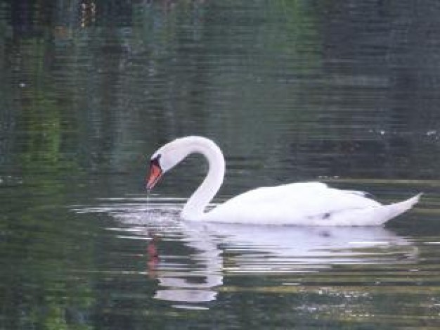 Tundra Swan Mute Swan seeking about Trumpeter Whooper Swan