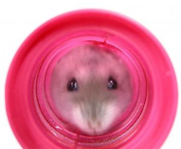 Tunnel mouse in red circle about animal photo art