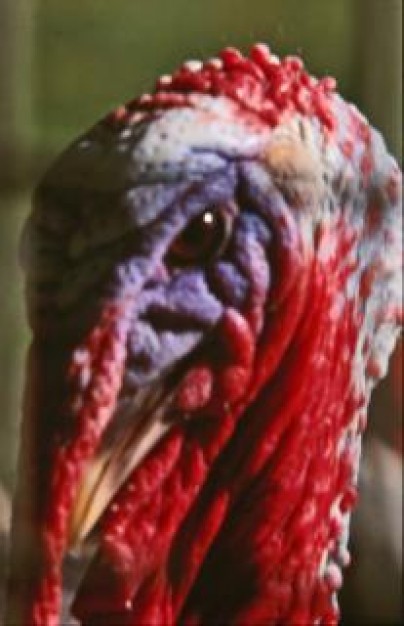 Turkey Christmas animal close-up about Malaga Spain