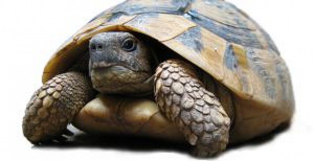 turtle front view with white background