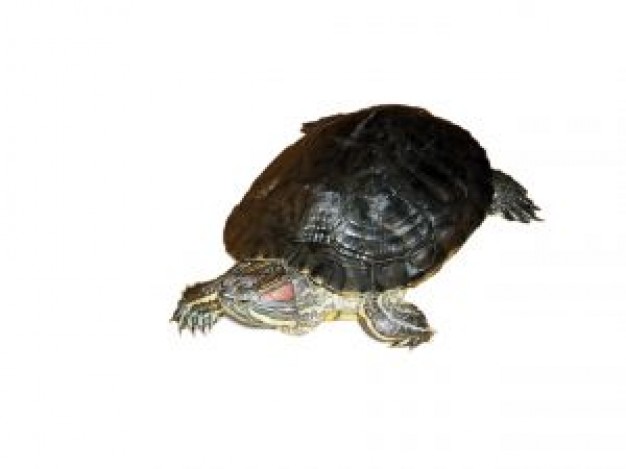 Turtle idefiks Reptiles and Amphibians about Teenage Mutant Ninja Turtles Pets