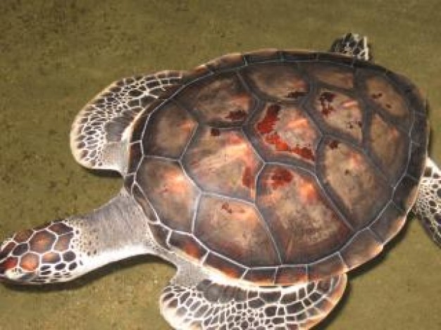 turtle nostril crawling over cyan floor