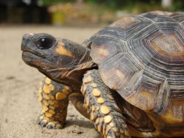 Turtle Pet animal endurance about Reptiles and Amphibians Turtles and Tortoises