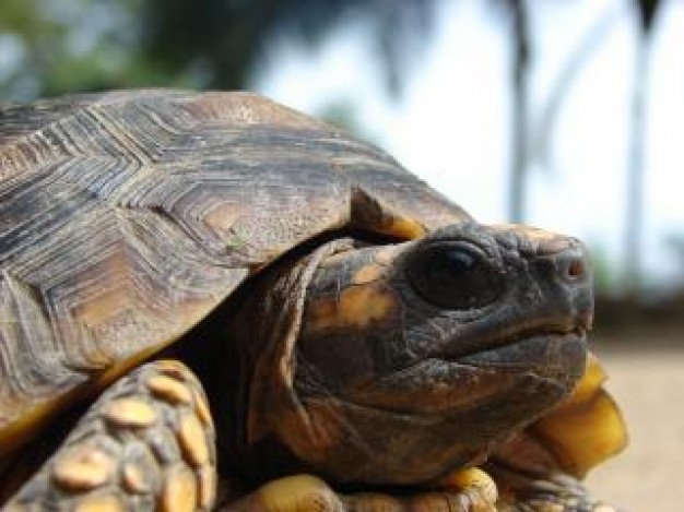 Turtle Pet endurance about Reptiles and Amphibians Recreation