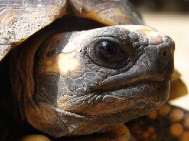 Turtle Pet shield about animal close-up