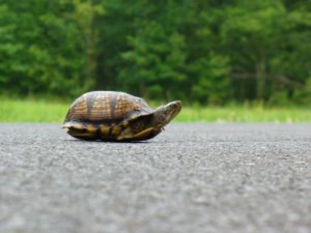 Turtle seaturtle world walking over road about Biology Reptilia