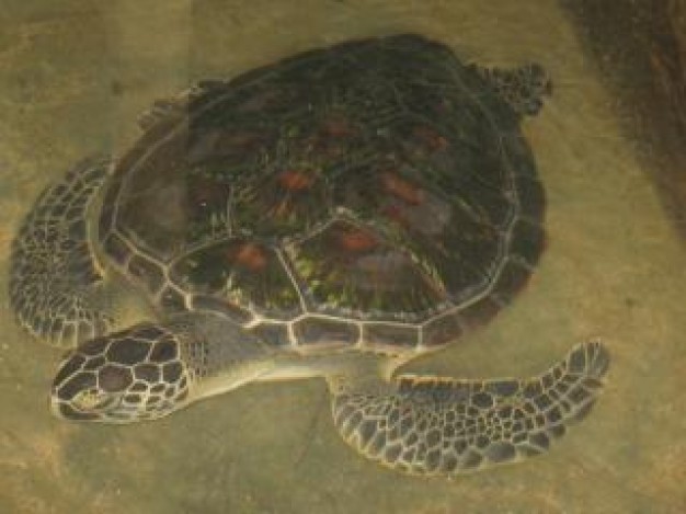 turtle swimming in water