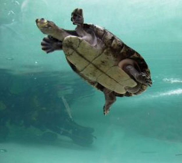 turtle swimming under water in bottom view