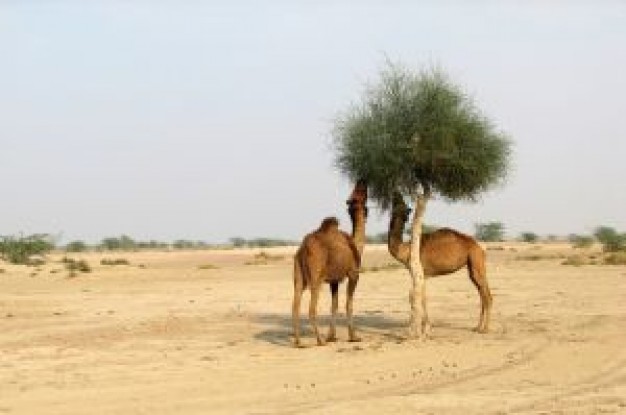 two camels eating tree leaf at Bahawalpur desert supper time