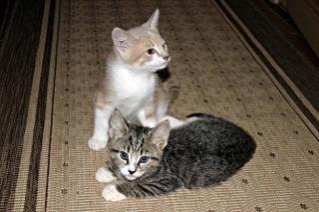 two Cat kittens about indoor home