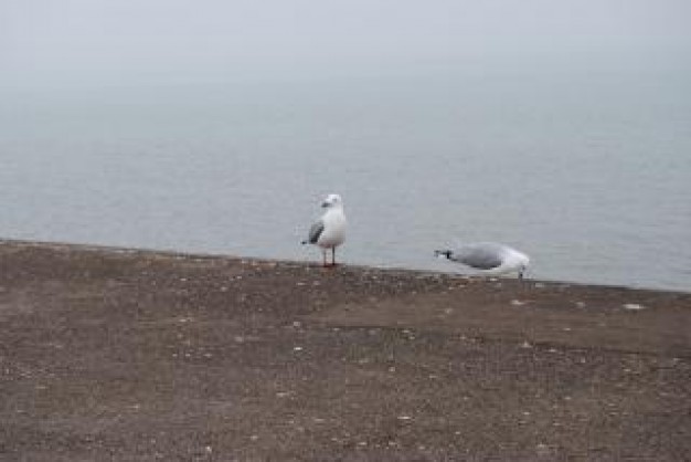 two Gull seagulls about earth and lake