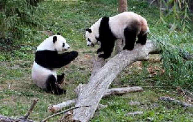 two pandas at play in zoo