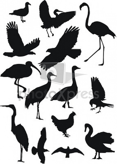 variety of black painting animal like crane