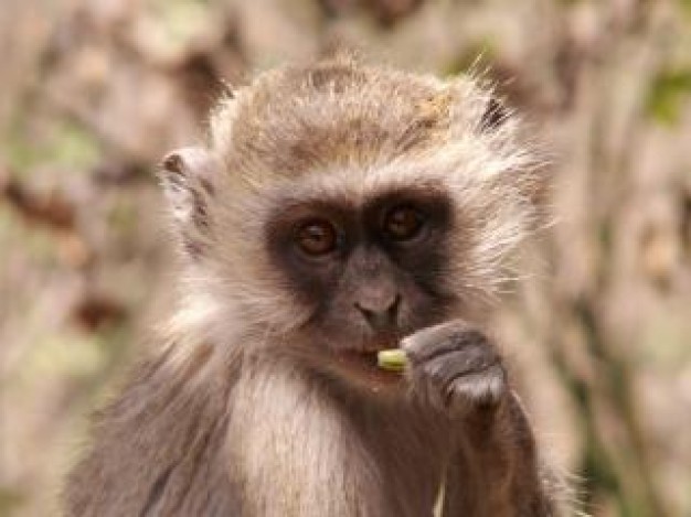 vervet monkey a portrait about Africa Biology