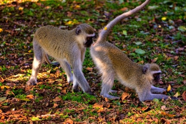 vervet monkey play a game together