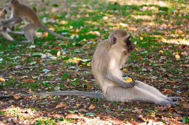 vervet monkey sitting in side view in forest