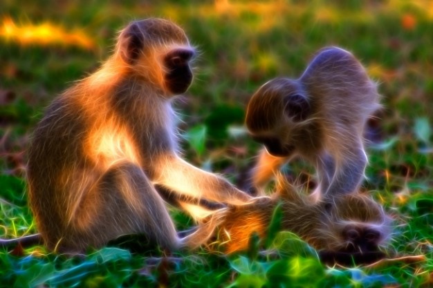 vervet monkeys abstract with motley sun light