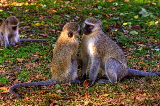 vervet monkeys kissing at grass of forest