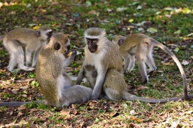 vervet monkeys play game at grass