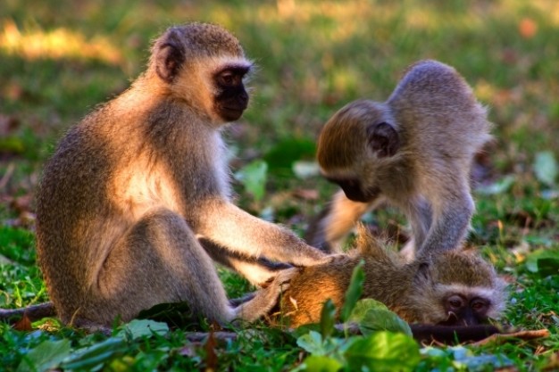 vervet monkeys resting under sun