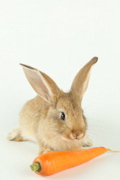 vitamin eye rabbit with carrot over gray background