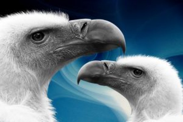 vulture heads close-up facial over sea background