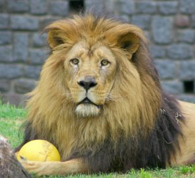 wanna brown lion play soccer in front view