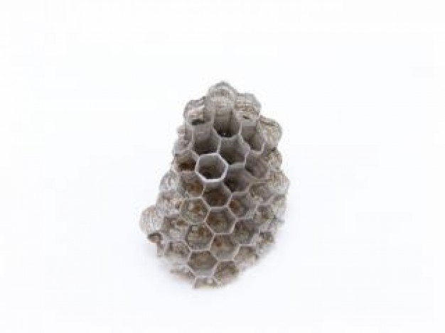 wasps Insect nest insect about Bee Biology