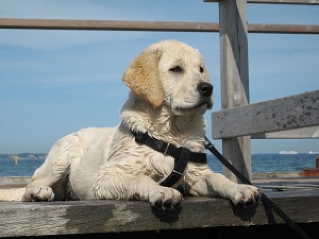 watch puppy at side of sea with sea background