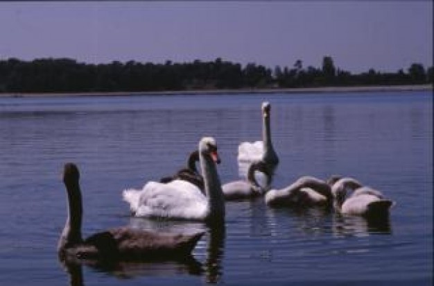Water Sports swans group about Swimming and Diving lake