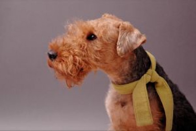 Welsh Terrier Westminster Kennel Club Dog Show terrier guus about Dog Pets