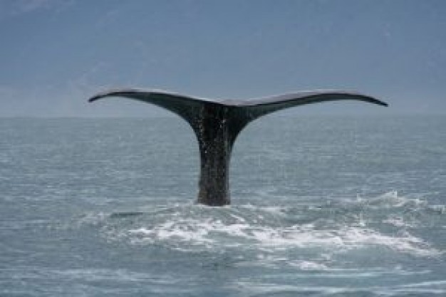Whale Sperm whale tail series jump over watersurface about New York Institute of Technology James Ca