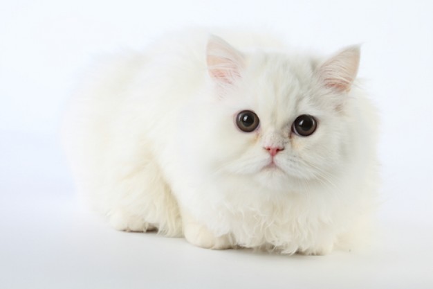 whisker white cat lying at house surface in front view