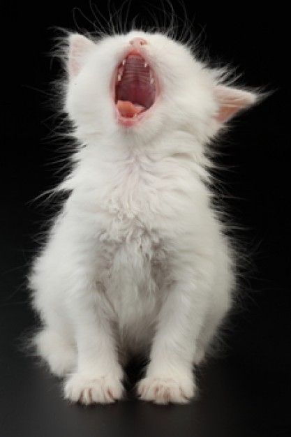 whisker white kitten pets active Roaring over dark background