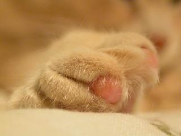Whisky cat Recreation paw about Peaches foot and brown feather