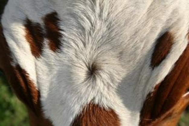 white and brown fur close-up