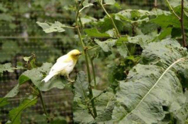 white Bird and yellow bird about cage plant with green leaf