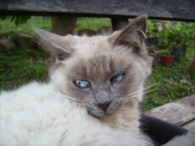 white cat head with white eyes over wood bridge background