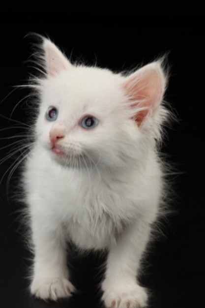 white cat of feline animal fluffy facial