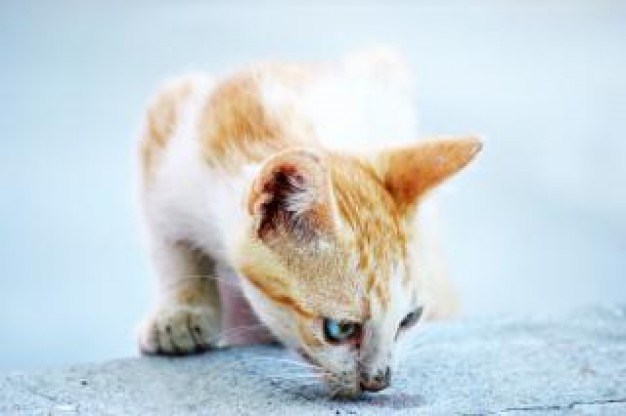 white Cat Pets and orange cat about animal close-up