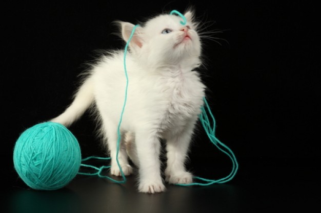 white cat playing clew over black background