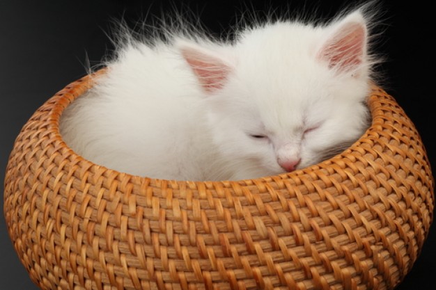 white cat sleeping in yellow basket