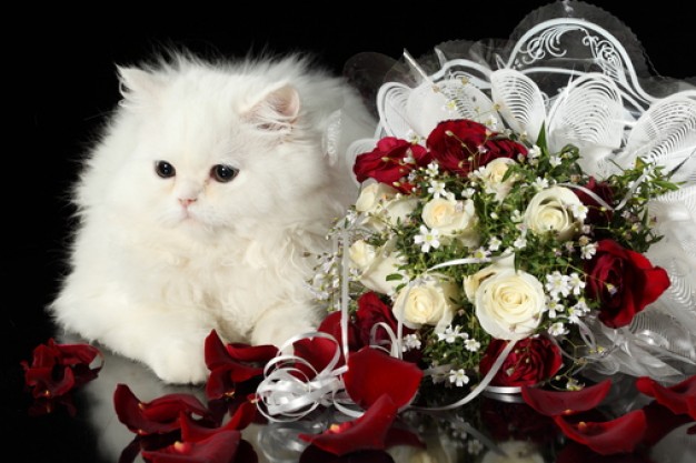 white cat with petals flower wedding tenderness on side