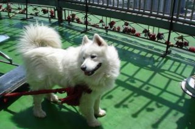 white dog of the sort kidskin with green floor and sunshine