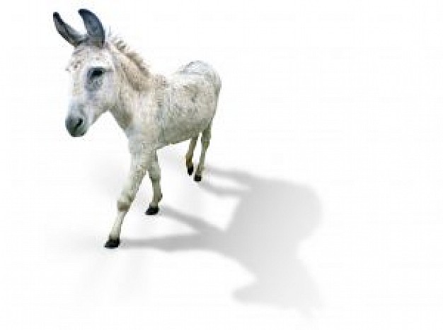 white donkey on white background