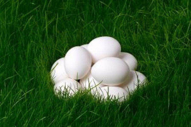 white eggs on nature grass