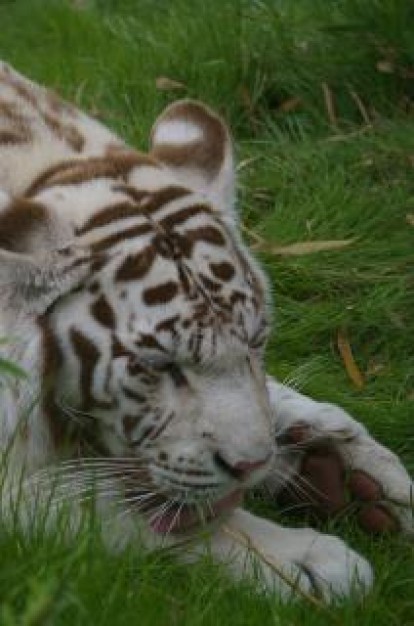 white Felidae tiger about Biology grassland