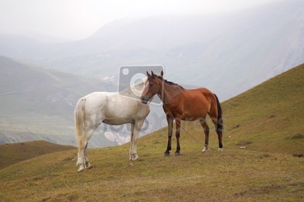 white horse and brown horse resting at the mountain